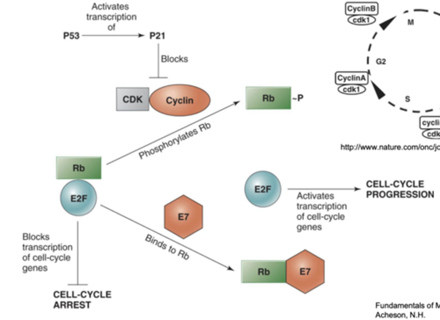 <p>-activates cell cycle progression by binding Rb</p><p>-in an infected cell: E7 binds up Rb (a tumor-supressor protein), leaving E2F free and able to continue the cell cycle</p><p>-cancer-inducing strains have a really active E7 protein that can degrade Rb</p>