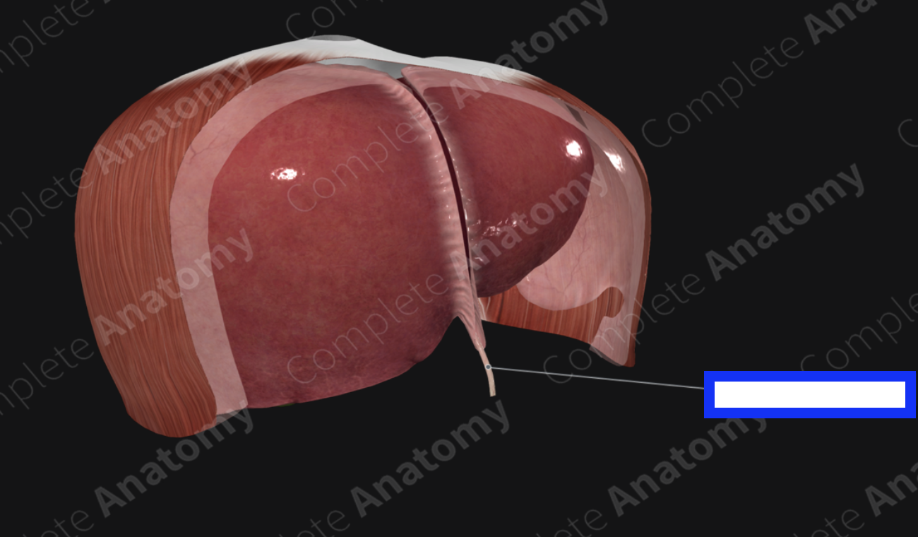 <p>liver: round ligament of liver</p>