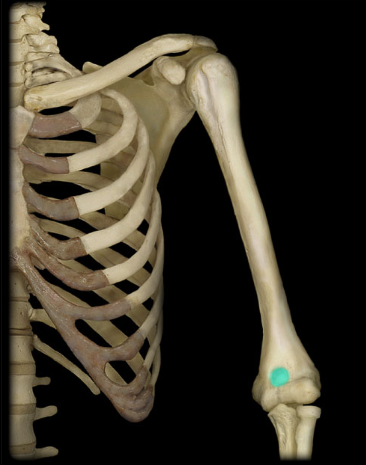 <p>Coronoid fossa of humerus</p>