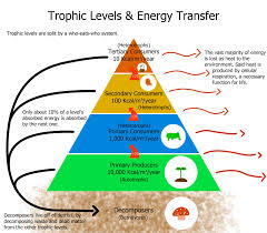 <p>→(Decomposers/ bacteria/ fungi)←→ Level 1: producer (autotrophs) → Level 2: primary consumer (heterotrophs, herbivore) → Level 3: secondary consumers (carnivore) → Level  4: tertiary consumer (top carnivore)</p>