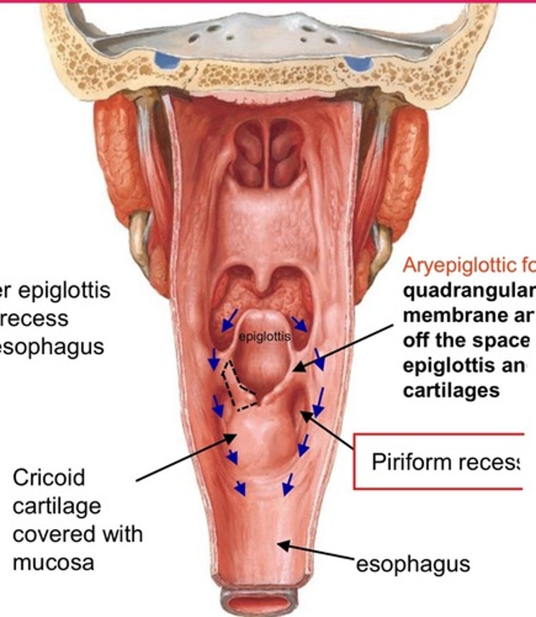 <p>folds that overlie the quadrangular membrane of the larynx ==&gt; closes off the space bwtn the epiglottis &amp; arytenoid space during swallowing (closes larynx so food doesn't get into the trachea) <br> *supported by the corniculate &amp; cuneiform cartilages</p>