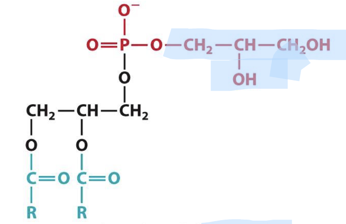 <p>Identify this glycerophospholipid</p>