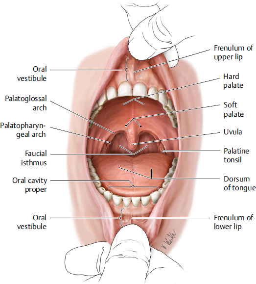 <ul><li><p>via the oropharyngeal isthmus/ faucial isthmus</p></li><li><p>demarcated by the palatoglossal arch - anterior border of oropharynx</p></li></ul><p></p>