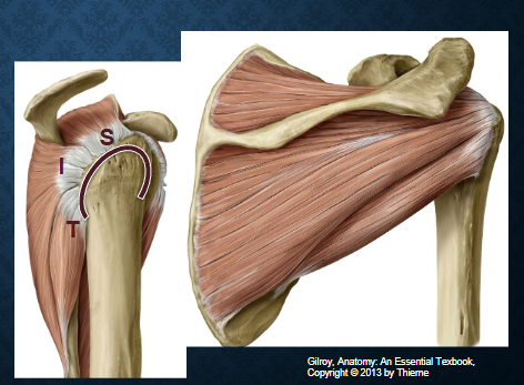 <p>which muscles are these? functions? </p>