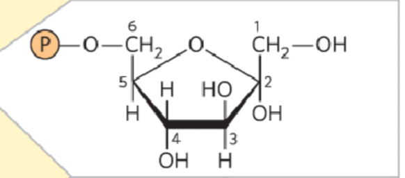 <p>What structure is this?</p>