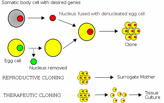 <p>lab technique used for creating a clone embryo with a donor nucleus</p><p>important where there is a high probability of offspring having a genetic disease</p>