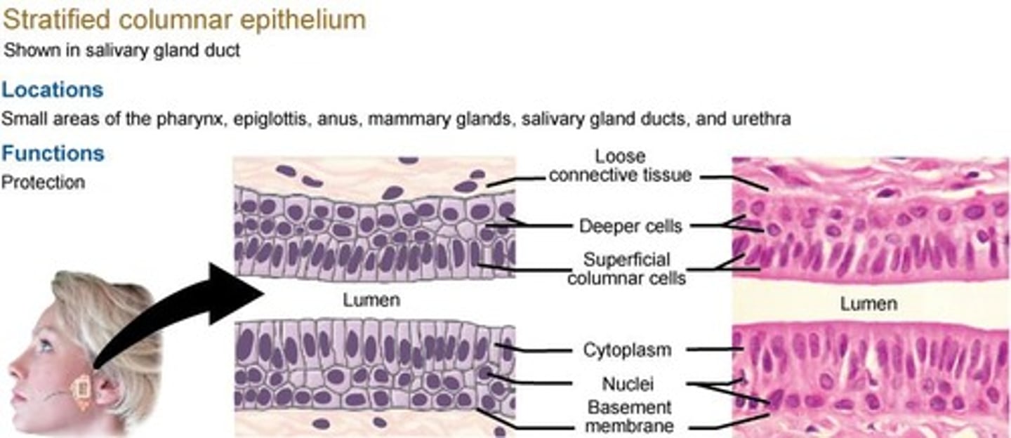 <p>Serves mostly for protection; found in largest ducts of exocrine glands, pharynx, and epiglottis.</p>