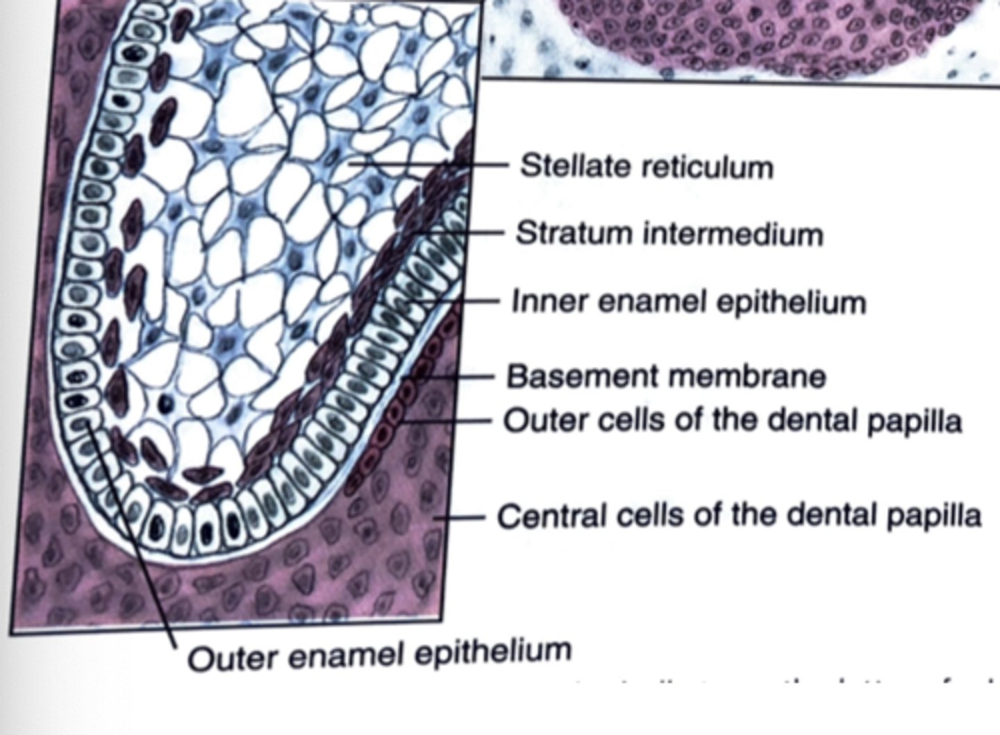 <p>1) Outer enamel epithelium<br>2) Stellate reticulum <br>3) Stratum intermedium <br>4) Inner enamel epithelium</p>