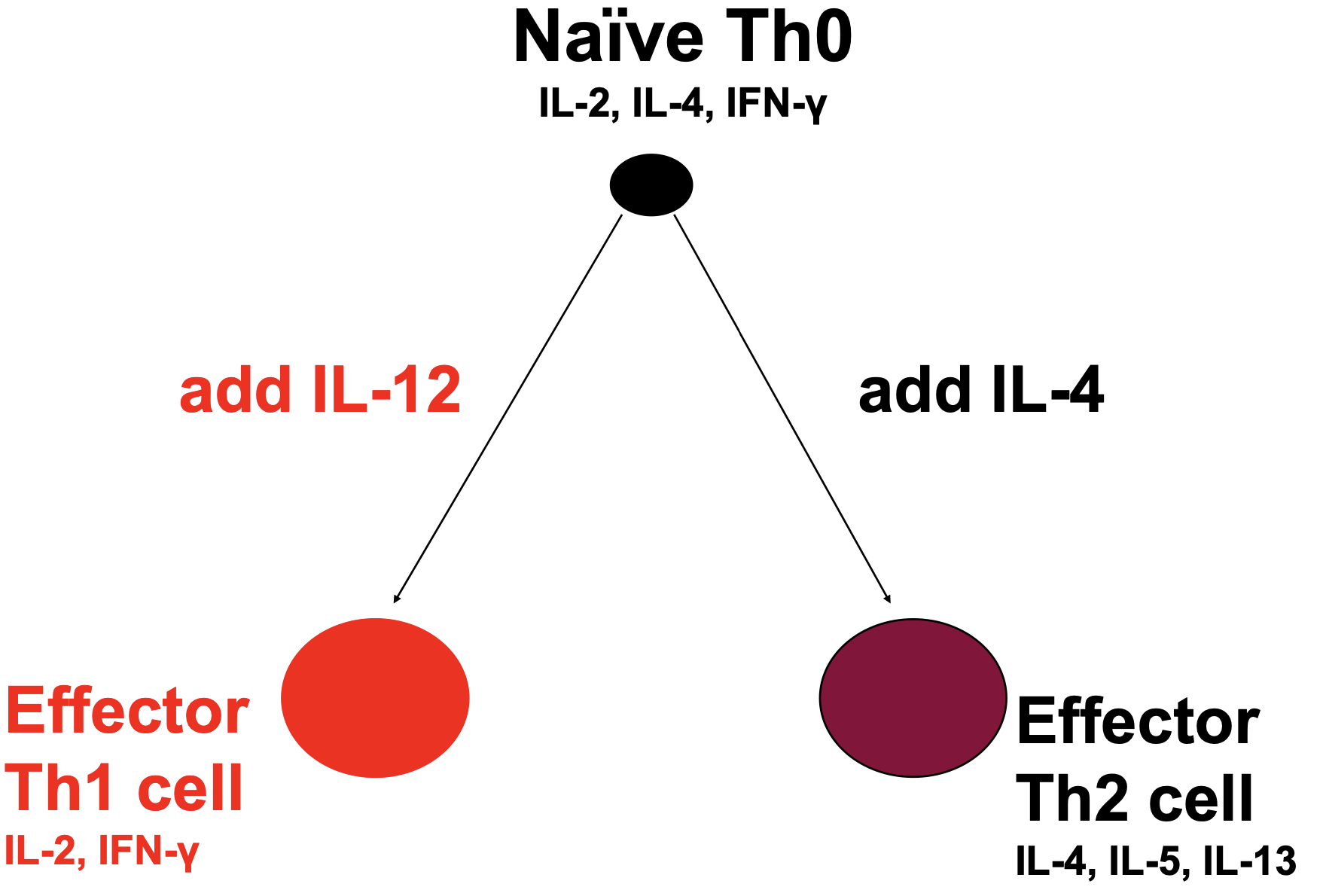<p>Cytokines: IL-2, IL-4, IFN-γ</p><p>Add IL-12 to differentiate into Th1 effector cell<br>Add IL-4 to differentiate into effector Th2 cell<br>Effector Th1 cell : produce IL-2, IFN-γ<br>Effector Th2 cell: produce IL-4, IL-5, IL-13</p>