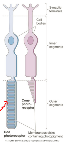 <p>cells that respond to light; inner segment keeps cells alive while outer is light sensitive</p><ul><li><p>transducers: convert one form of energy into another</p></li><li><p>photous → chemical → electrical</p></li></ul><p>they are presynaptic to bipolar and horizontal cells</p>