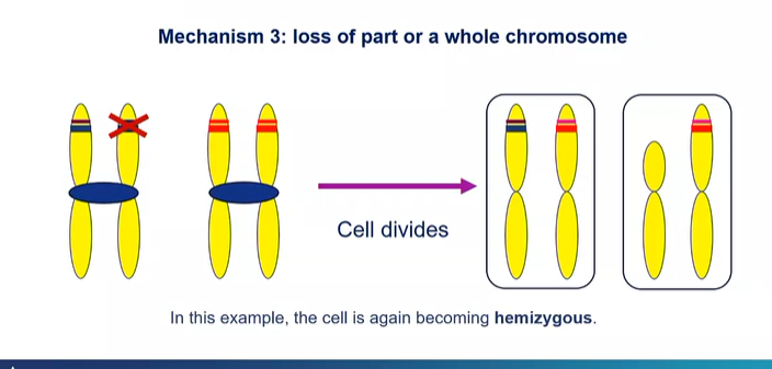 <p>An entire piece of chromosome gets lost </p>