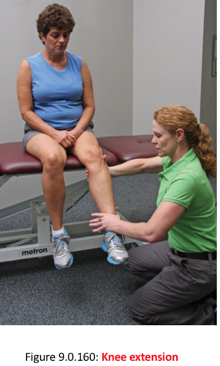 <p>resisted knee extension</p>