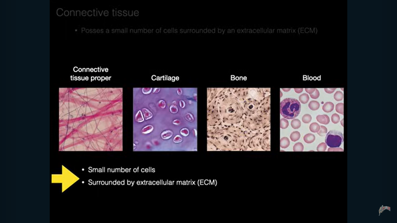 <p>It Possess a small number of cells surrounded by large amount of extracellular matrix, opposite of epithelial tissue</p>