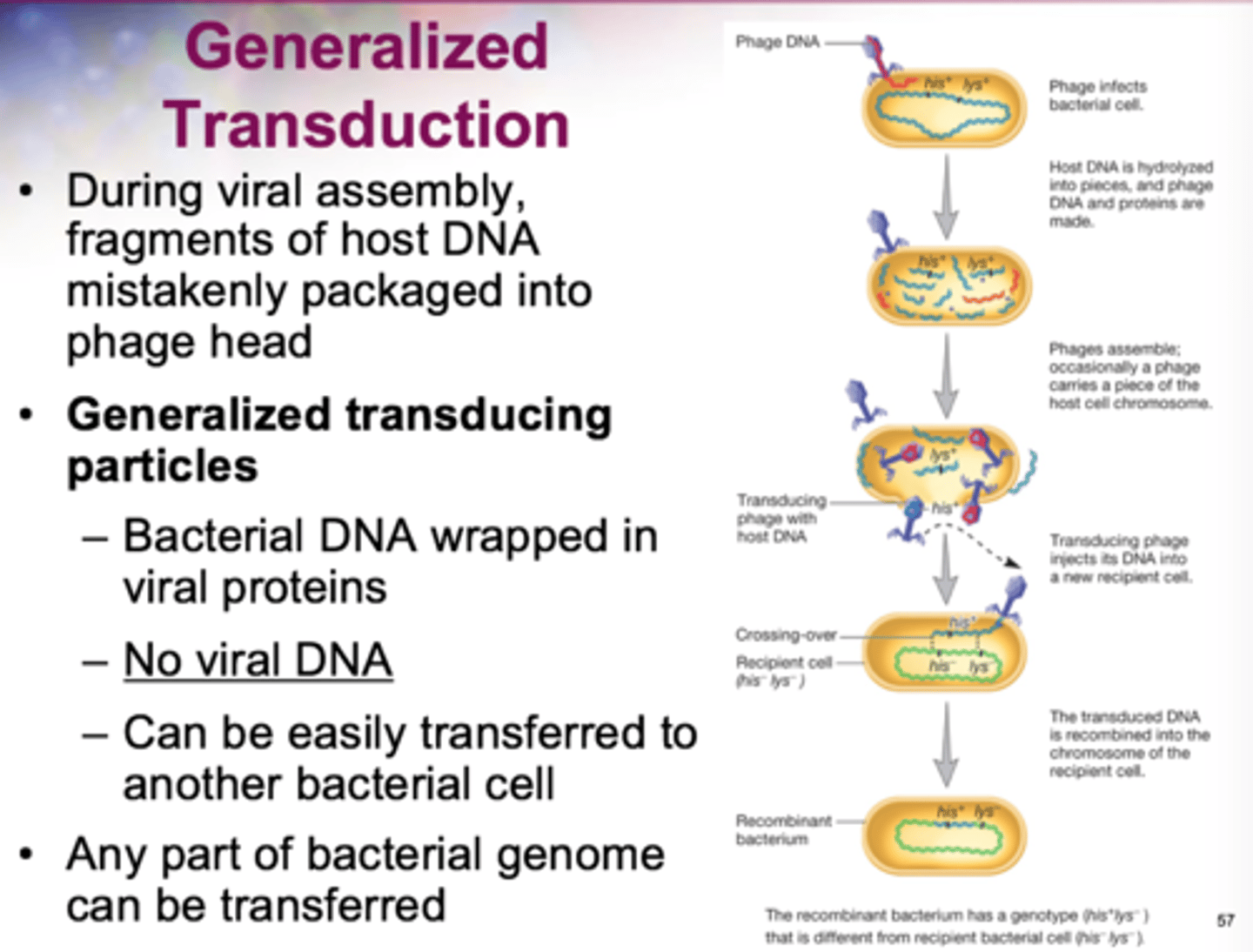 <p>associated with the lytic cycle</p>