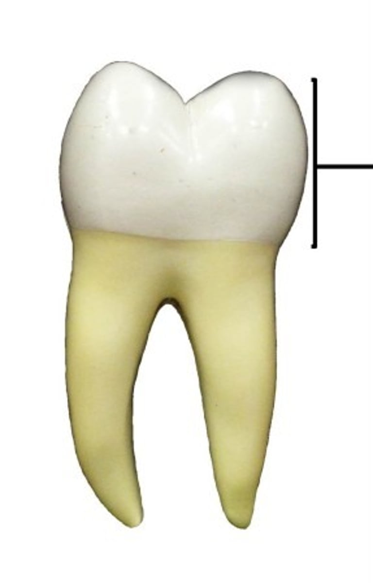 <p>Exposed part of the tooth above the gingivae or gums; covered with enamel.</p>