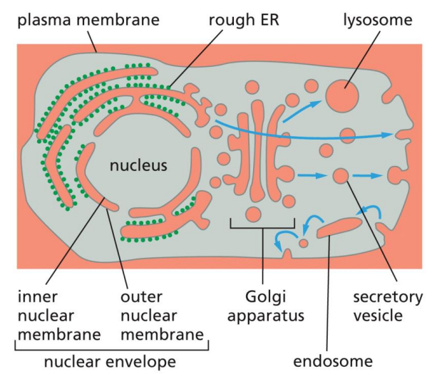 <p>the inside of the ER and the Golgi apparatus are topologically equivalent to the extracellular space</p><p>proteins will maintain topological equivalence during vesicular transport — cytosolic segments/proteins in the cytosol, and extracellular segments/proteins in the vesicle</p>