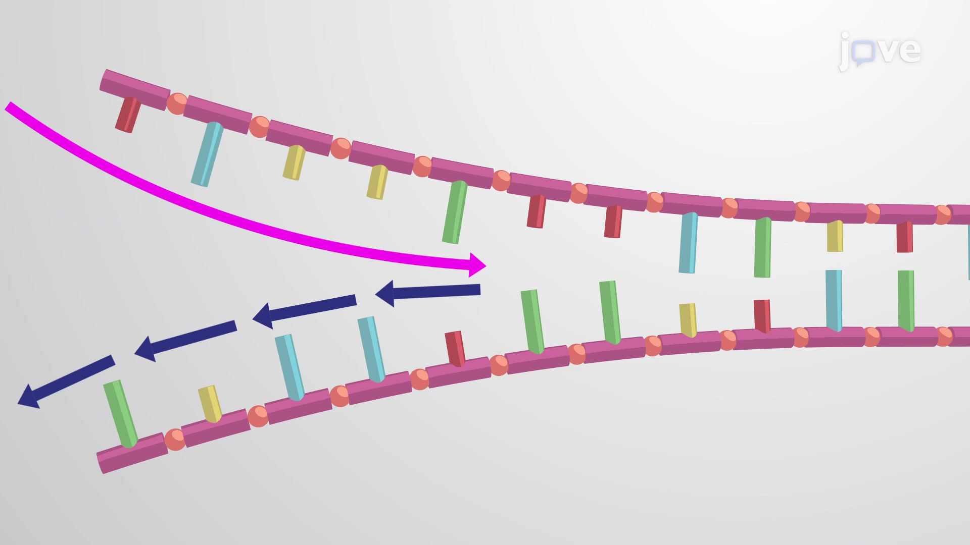 <p>The______ strand is the strand polymerized by DNA polymerase more slowly than the_______ strand because DNA polymerase must polymerase that strand in small sections. </p>