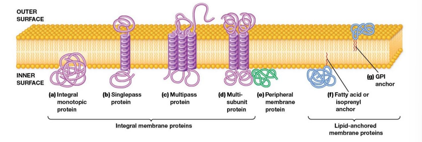 <ul><li><p>Integral - proteins embedded in the lipid bilayer</p></li><li><p>Peripheral - hydrophilic and located on the surface</p></li><li><p>Lipid Anchored - hydrophilic and attached to bilayer by covalent attachments to lipid molecules embedded in bilayer.</p></li></ul><p></p>