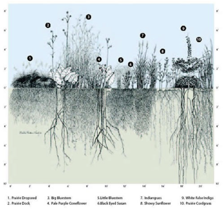 <p>How does this diagram show <strong>competition</strong> and <strong>adaptation</strong> between these plant species?</p>