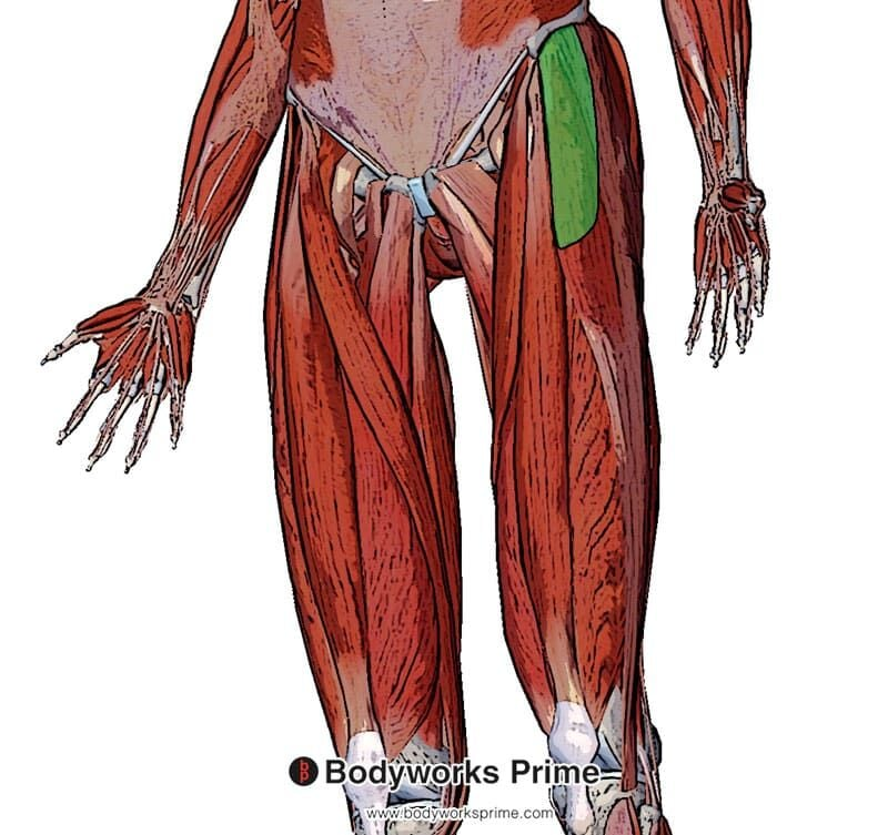 <p><span>Stabilizes hip and knee; abducts thigh.</span></p>