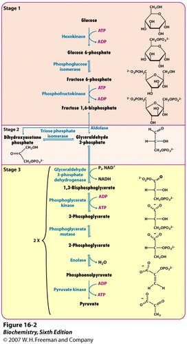 first stage of cellular respiration, occurs in cytoplasm, occurs with or without oxygen