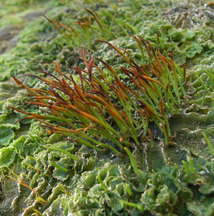 <ul><li><p>bryophytes (last one)</p></li><li><p>gametophyte dominant</p></li><li><p>swimming sperm</p></li></ul>