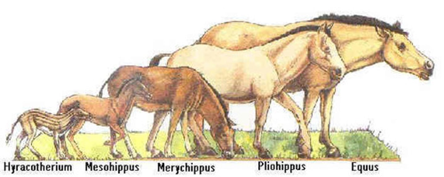 <p>descent with modifications; genetic change in a species over time</p>