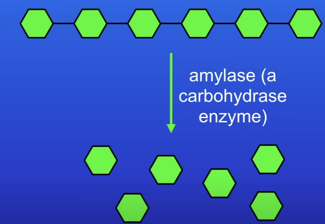 <p>Simple sugars</p>