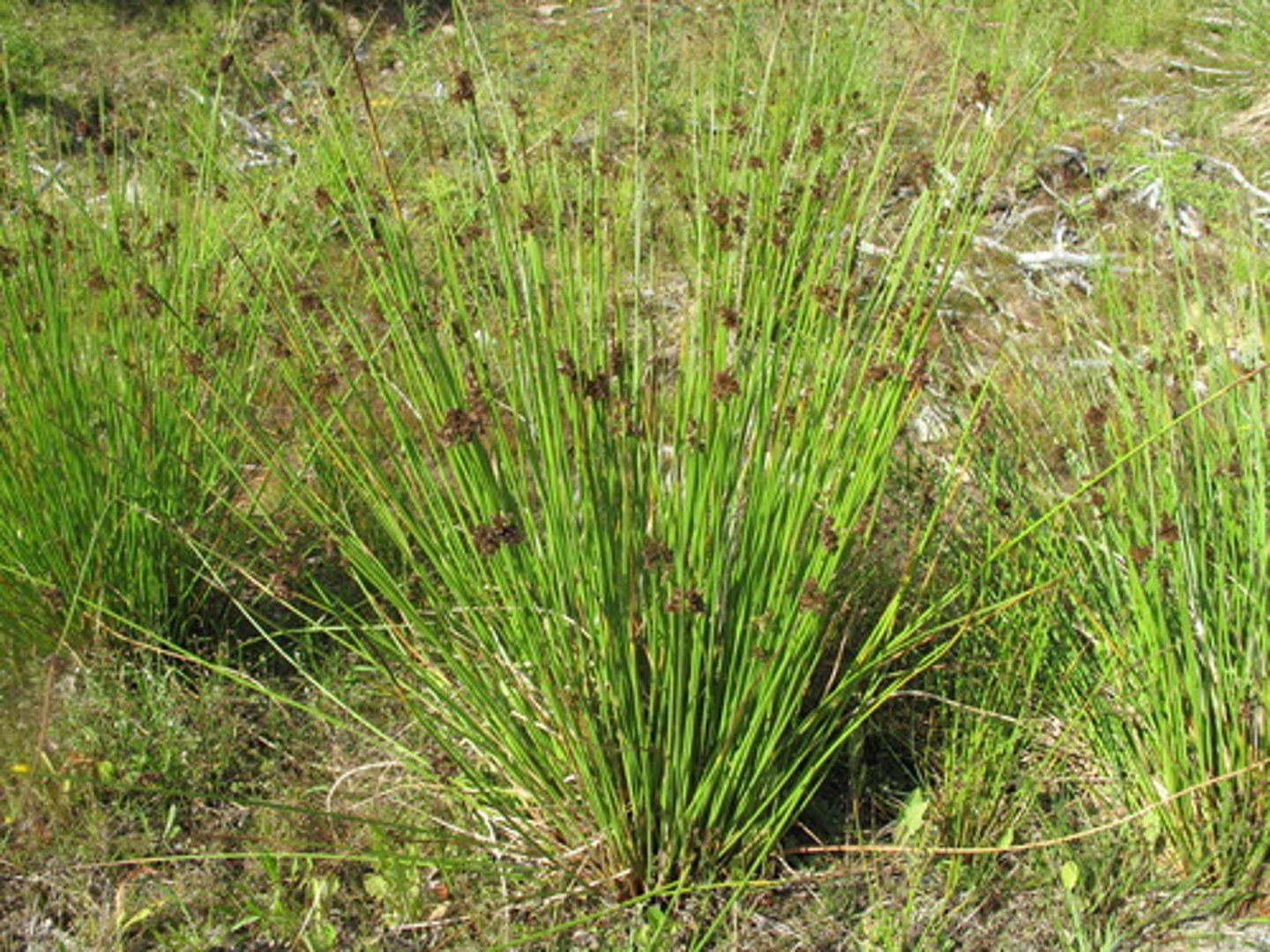 <p>(in rush fam)</p><p>round pithy leaves</p><p>very reduced flowers</p><p>bracts below inflorescence</p>