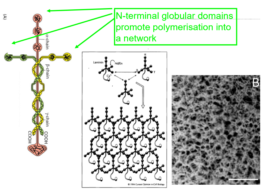 <ul><li><p>self assemble into network of laminin molecules interacting with other laminins </p></li></ul><p></p>