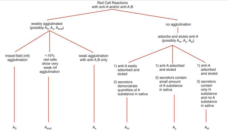<p><span>include: </span>A<sub>3</sub>, A<sub>x</sub>, A<sub>end</sub>, A<sub>m</sub>, A<sub>y</sub>, and A<sub>el</sub></p><ul><li><p><span>Most often discovered via ABO discrepancy</span></p><ul><li><p><span>Unexpected reactions in the forward and/or reverse typing</span></p></li></ul></li><li><p><span>Varying expression of four characteristics</span></p><ul><li><p><span>Decreased number of A antigen sites per RBC</span></p></li><li><p><span>Degree of agglutination by anti-A,B</span></p></li><li><p><span>Increased detectability of H antigen</span></p></li><li><p><span>Presence of absence of anti-A<sub>1</sub> in serum</span></p></li></ul></li></ul><p></p>