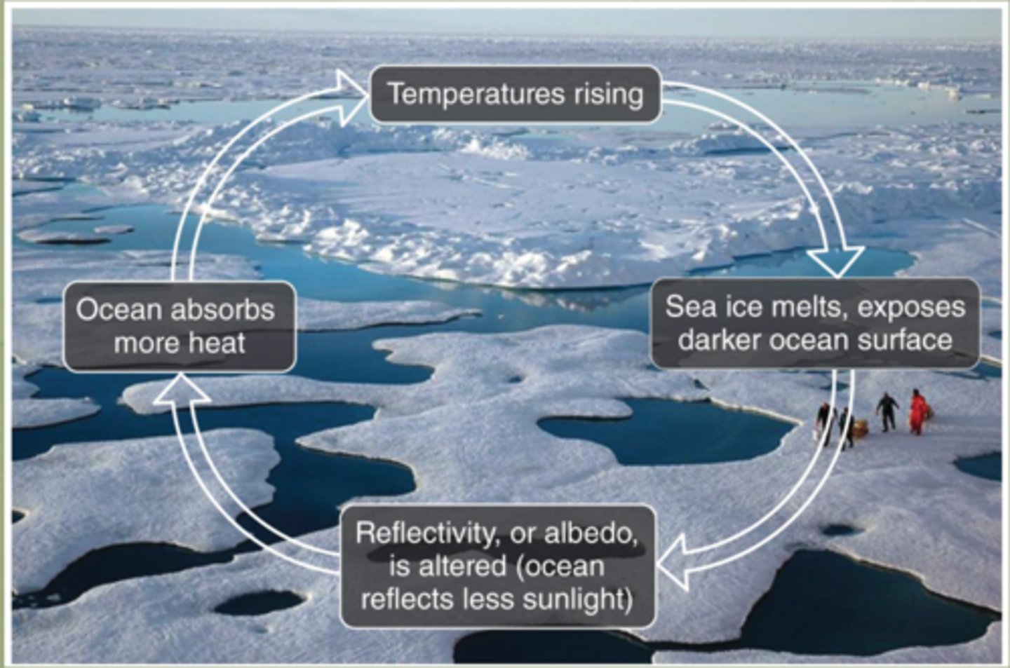 <p>A feedback mechanism where the ice sheets begin to melt, leaving behind darker surfaces (such as soil and water) that absorb more light energy and heat up. This melts more ice and causes more warming.</p>