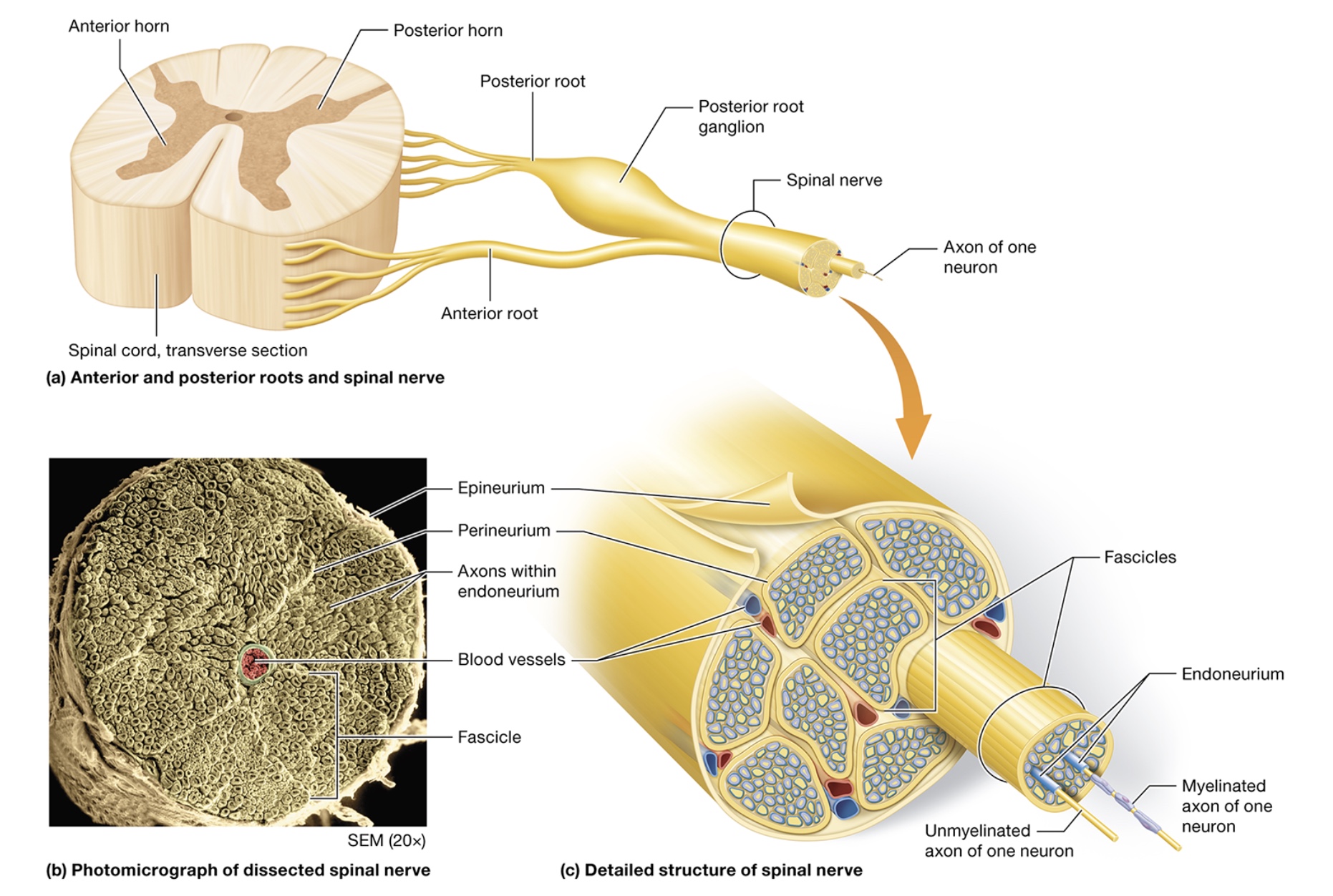 <p>spinal nerves</p>