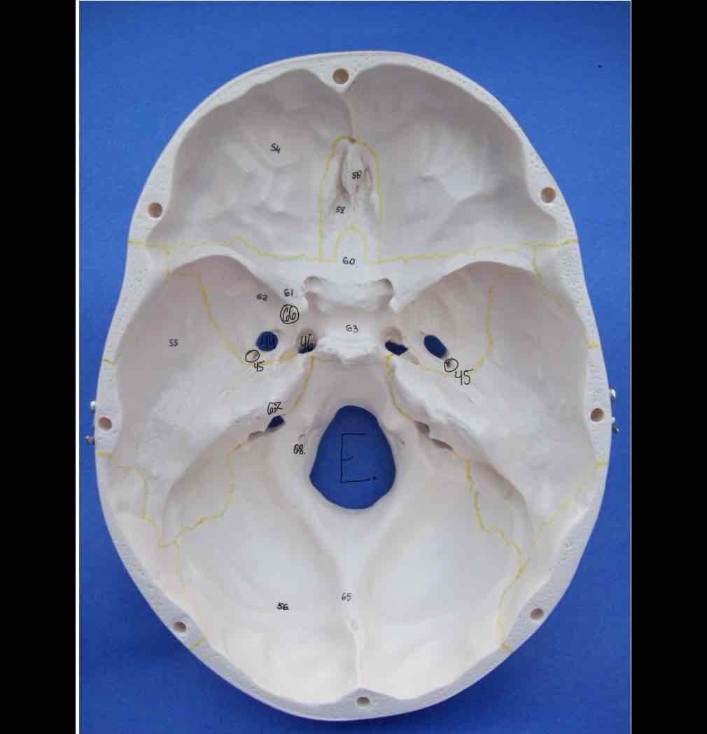 <p>61</p>