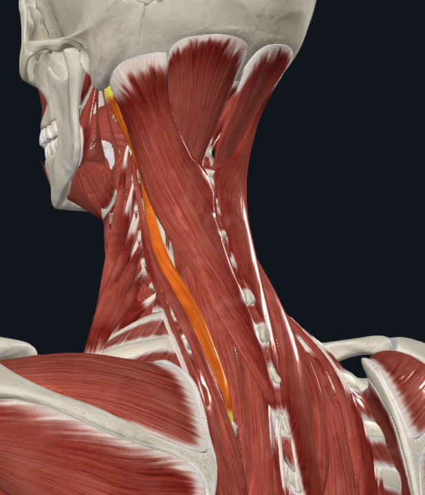 <p>What muscle is this</p>