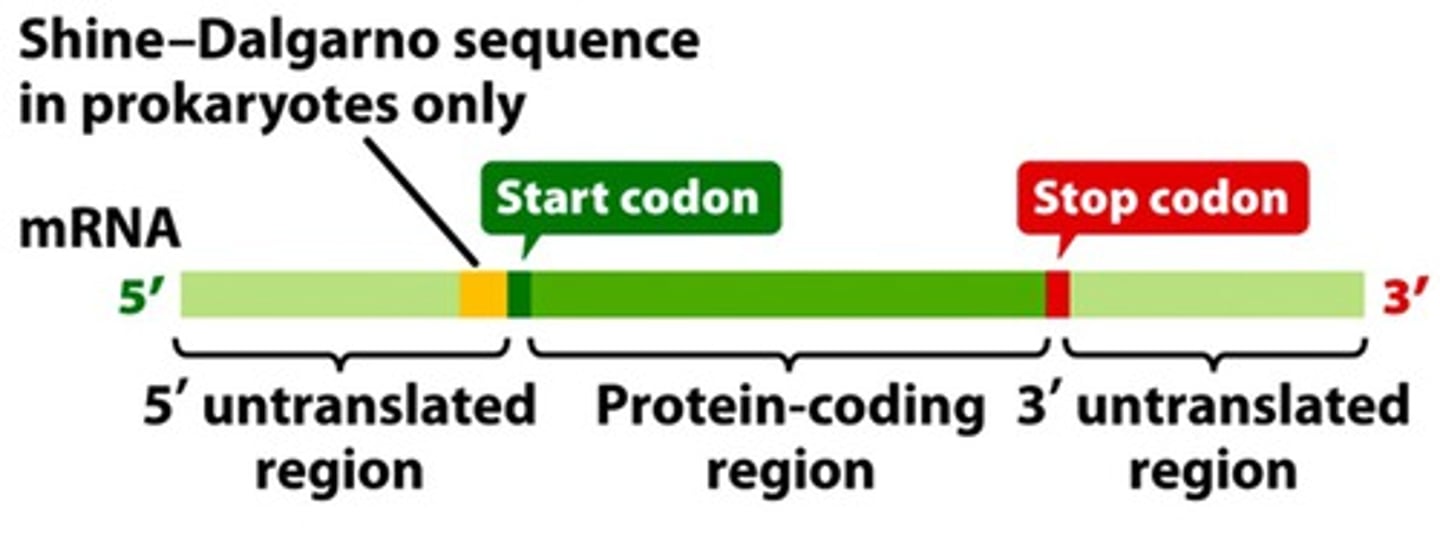 <p>Serves as a binding site for ribosomes in bacterial RNA. Consensus sequence of AGGAGG.</p><p>part of 5' untranslated region</p>