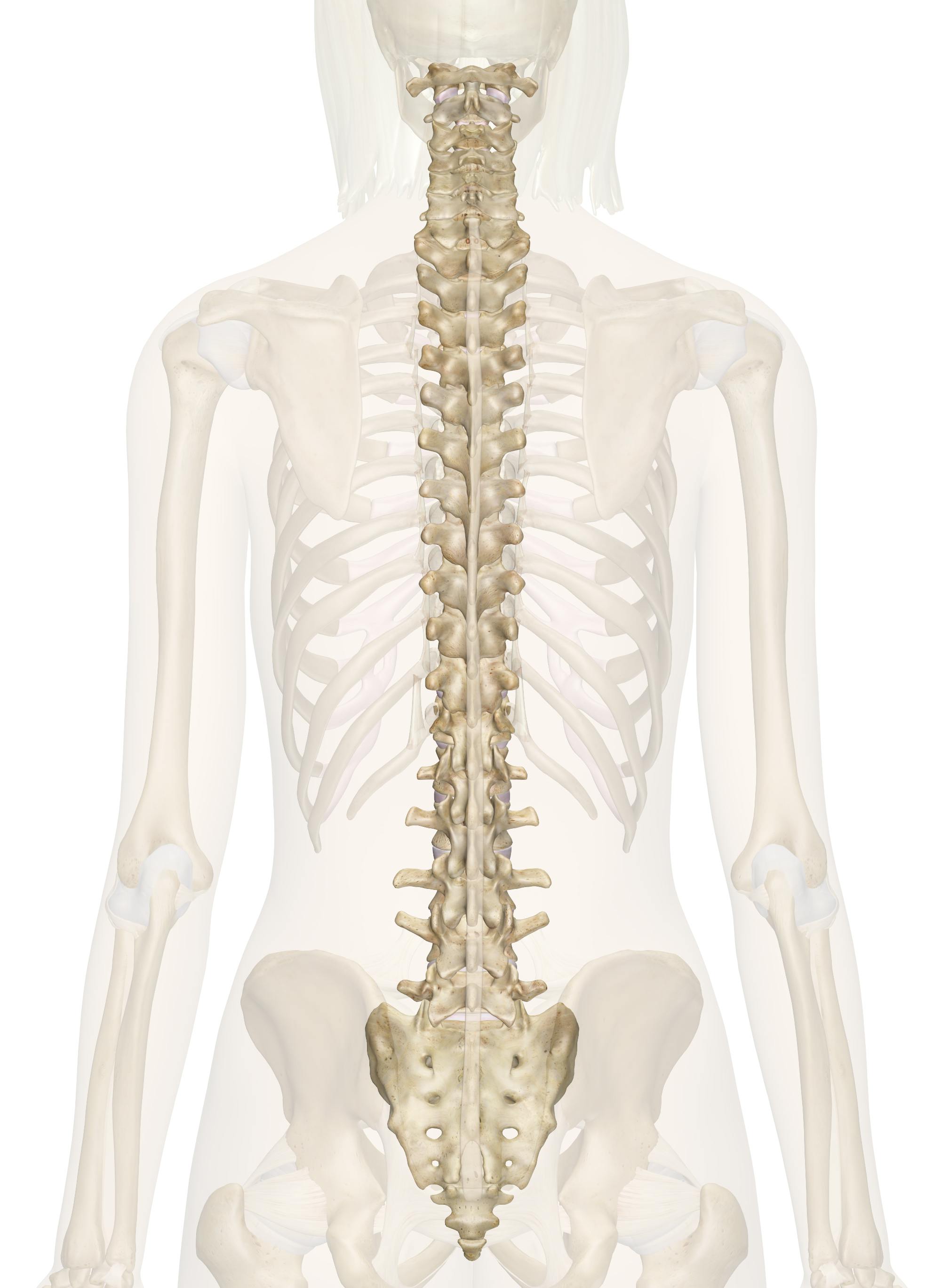 <p>What provides structure and support for the body and houses and protects the spinal cord?</p>