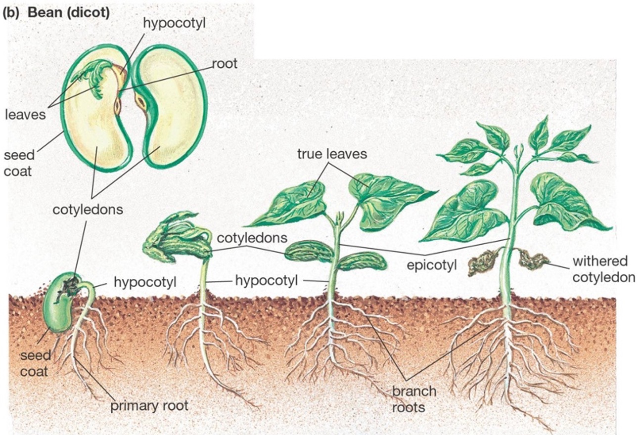 Dicot germination