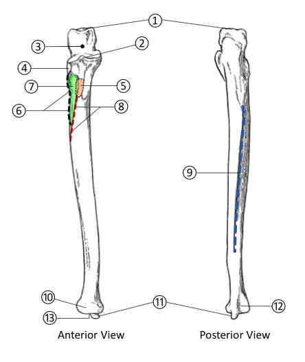 <p>4 (of Ulna)</p>