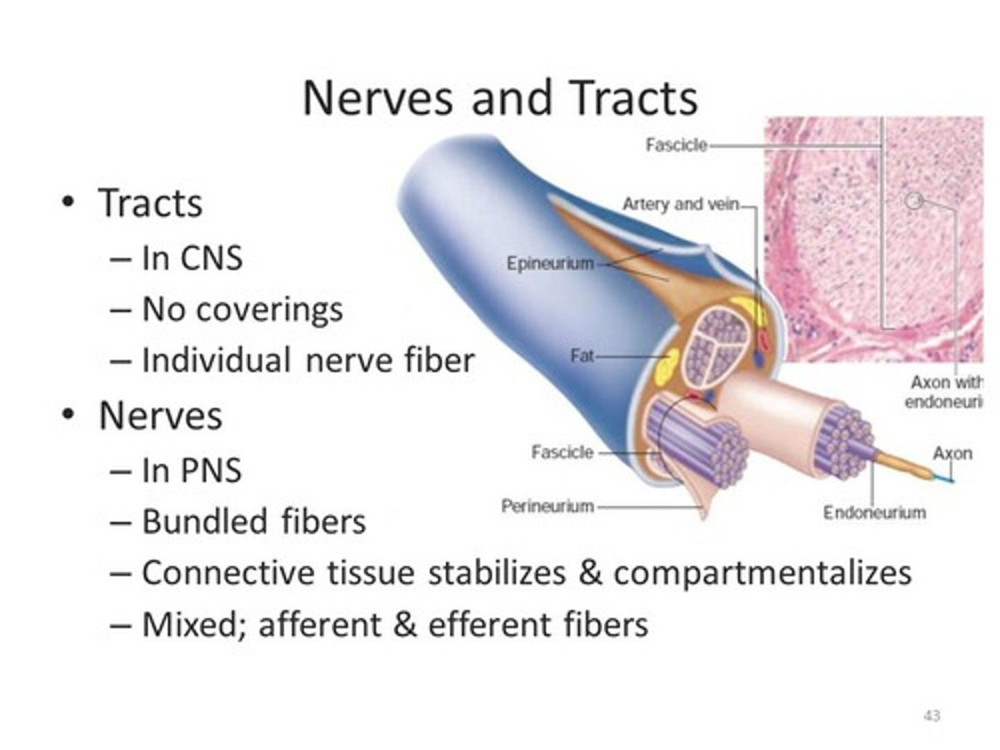 <p>Both Nerves and Tracts are multiple neurons' axons bundled together. </p><p>Nerves can contain sensory neurons, motor neurons, or a mix of the two.</p><p>Tracts can only carry one type of information.</p>