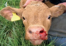 <p>Primary Haemostasis</p><p>Cause affecting PLT # i.e. Thrombocytopaenia</p><p>Ruminants</p><p>What can we see?</p><p>Suspected dz?</p>