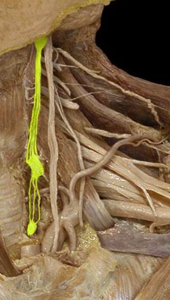 <p>what nerves?</p>