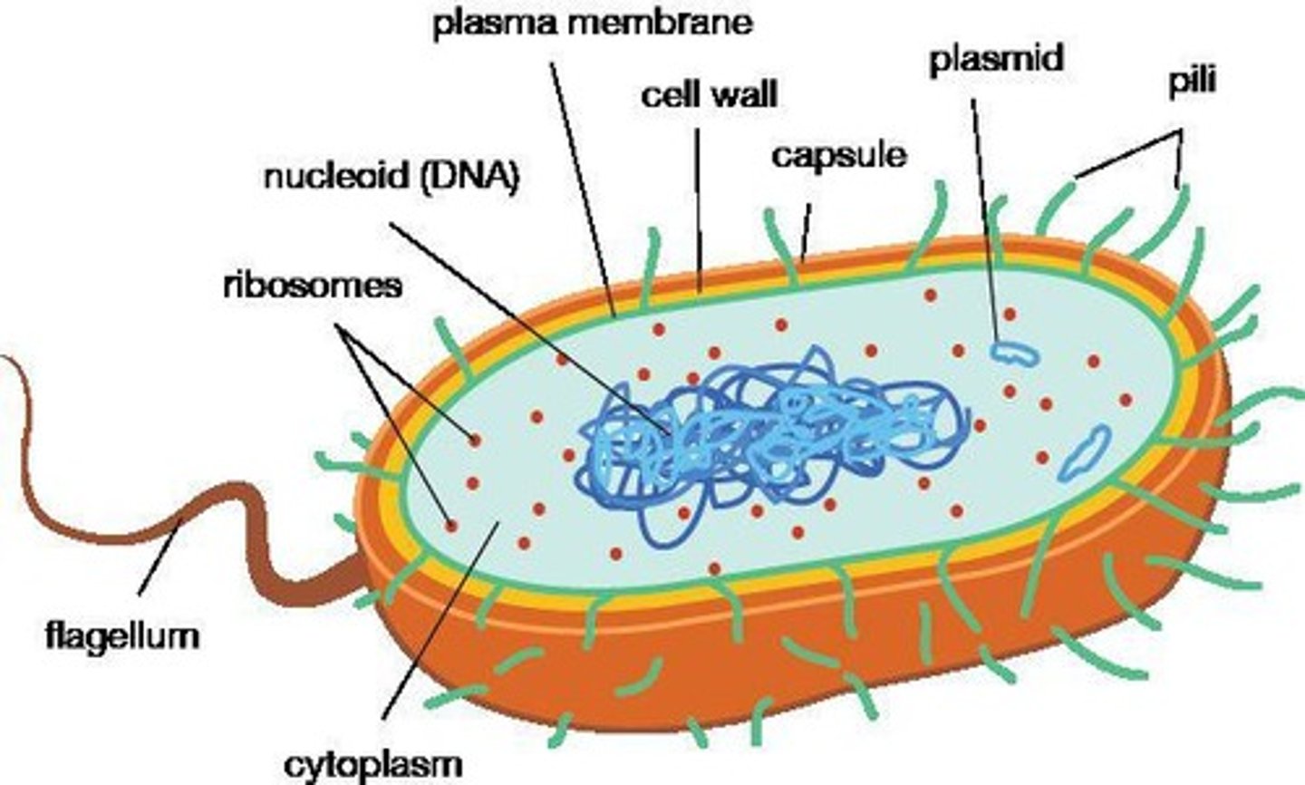 <p>It is rigid and maintains structure, with variations such as Gram-positive and Gram-negative types.</p>