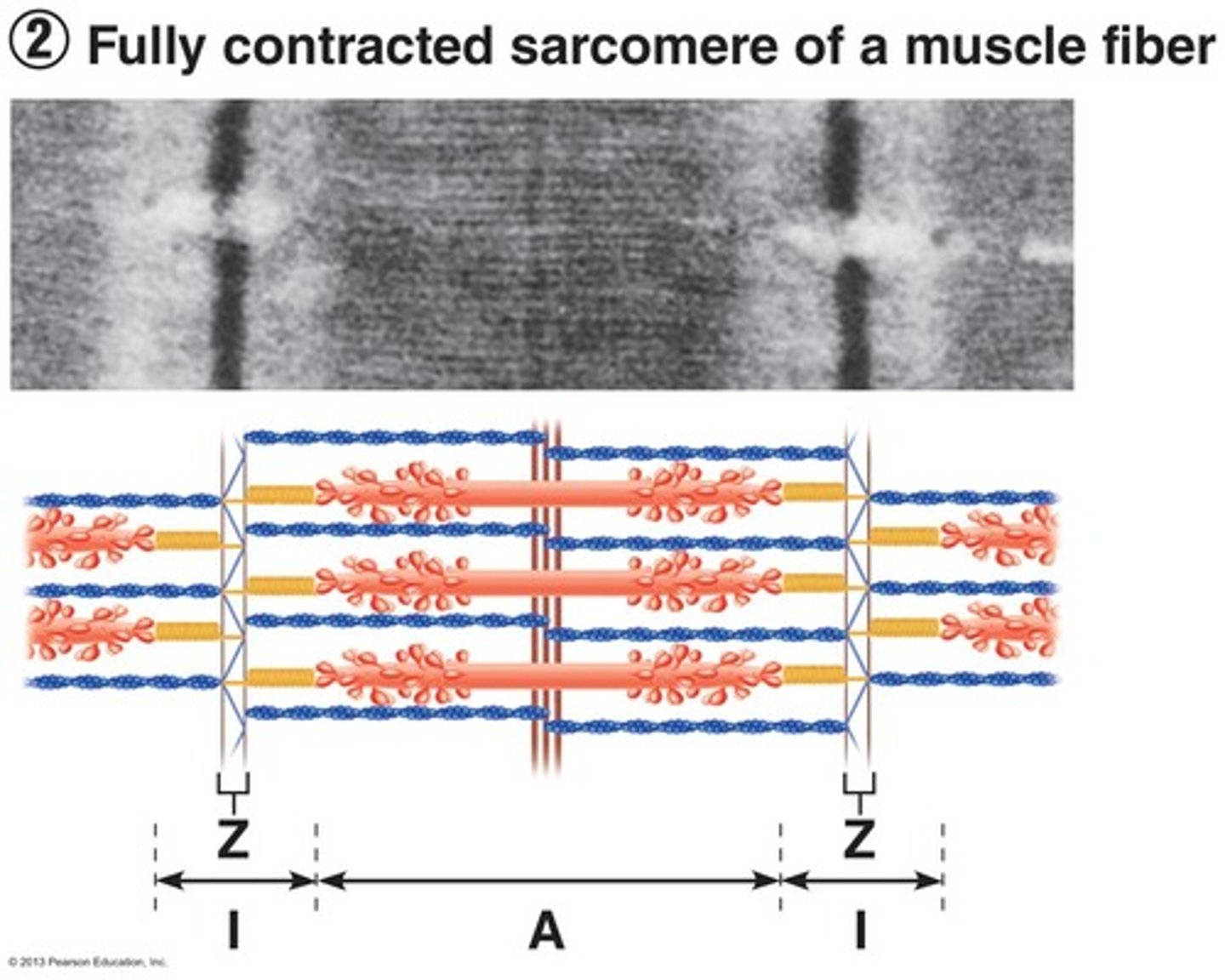 <p>During contraction, thin filaments slide past thick filaments, increasing the overlap of actin and myosin.</p>