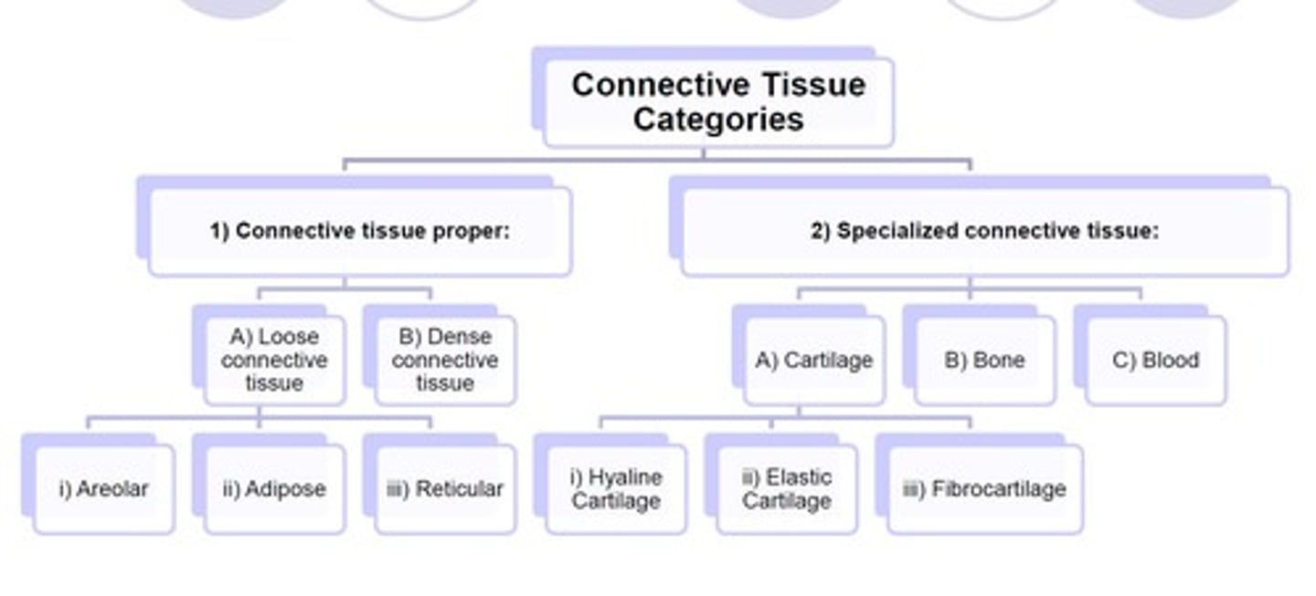<p>binds, supports, and protects structures in the body. types: Areolar, Dense Regular Connective Tissue, Hyaline Cartilage, Elastic Cartilage, Fibrocartilage, Adipose Tissue, Blood Connective Tissue, Bone Connective tissue</p>