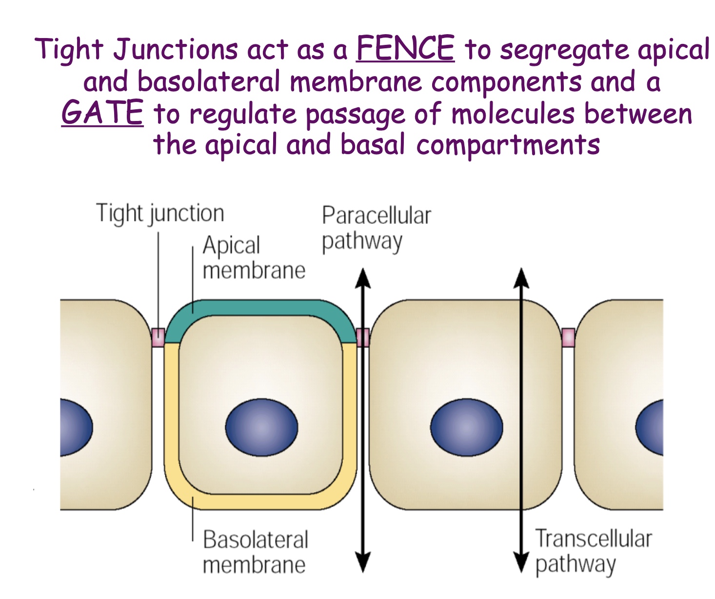 <p>Prevent passages of molecules, fence and gate</p>