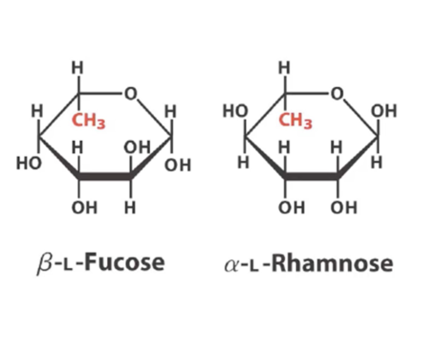<p>fucose and rhamnose respectively</p>