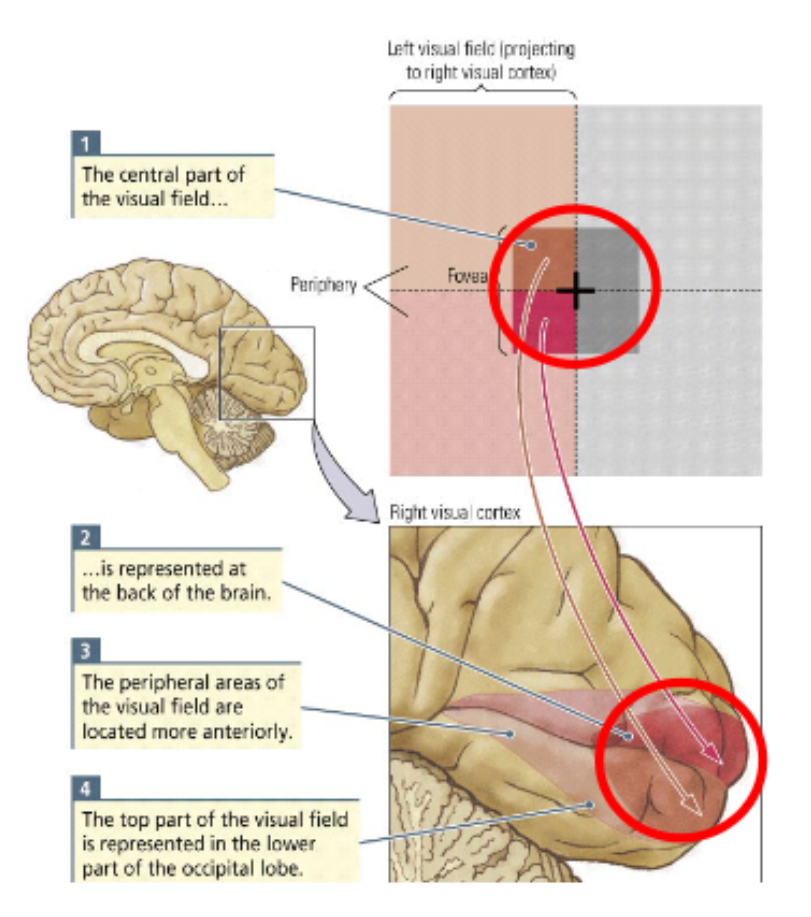 <p><span style="color: red">They can provide a more detailed construct of the external world (e.g. fovea). </span></p>