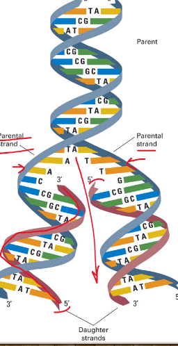 <p>Who found this model of DNA?</p>