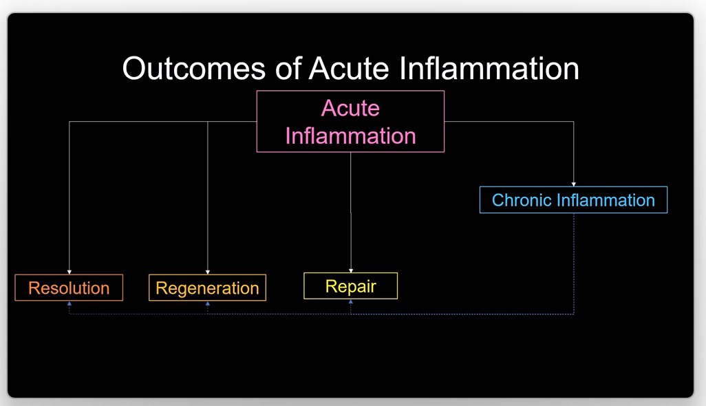 <ul><li><p>resolution - wound healing </p></li><li><p>regeneration - wound healing </p></li><li><p>repair - wound healing </p></li></ul><p></p>